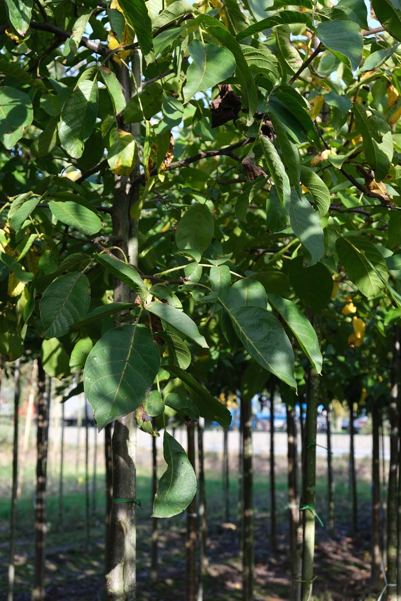 Juglans regia 'Coenen' op stam twijg