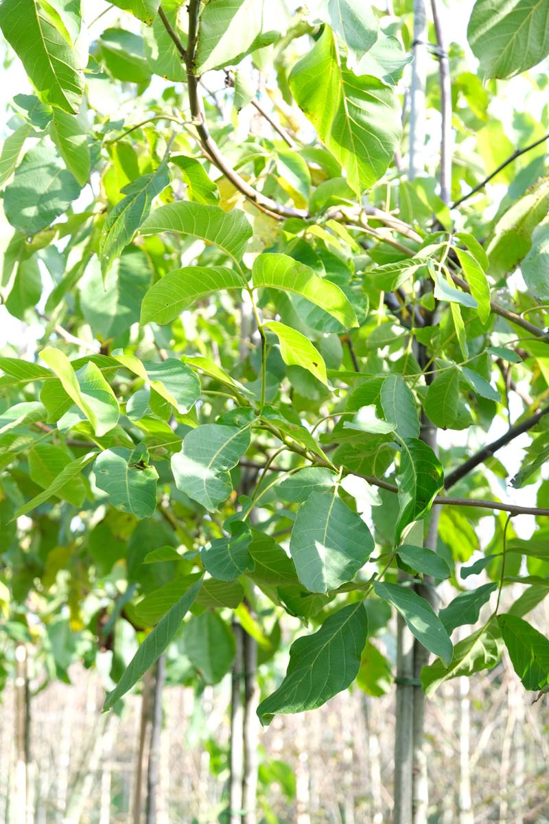 Juglans regia 'Lange van Lod' op stam blad