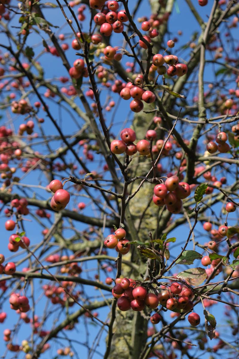 Malus 'Eleyi' op stam stam