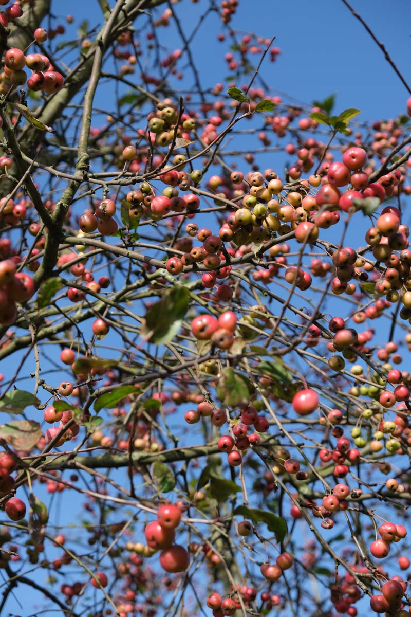 Malus 'Eleyi' op stam vrucht