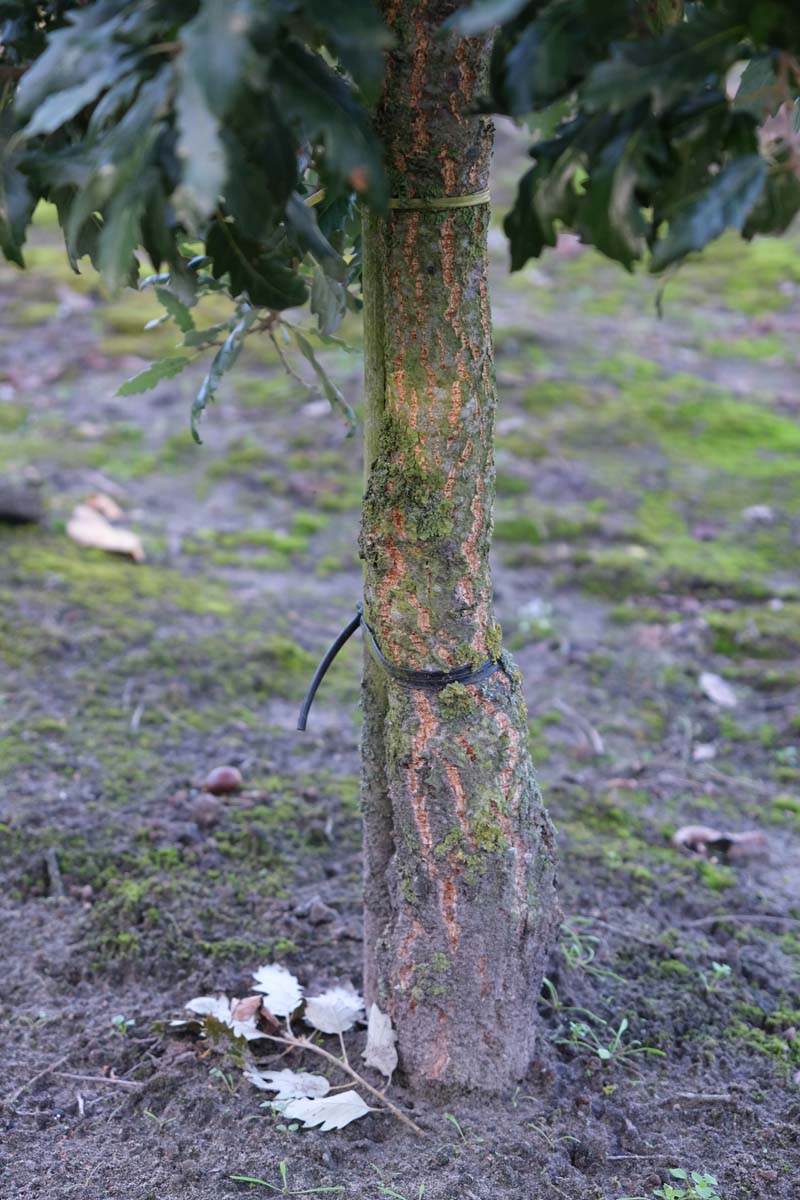 Quercus hispanica 'Fulhamensis' Tuinplanten stam