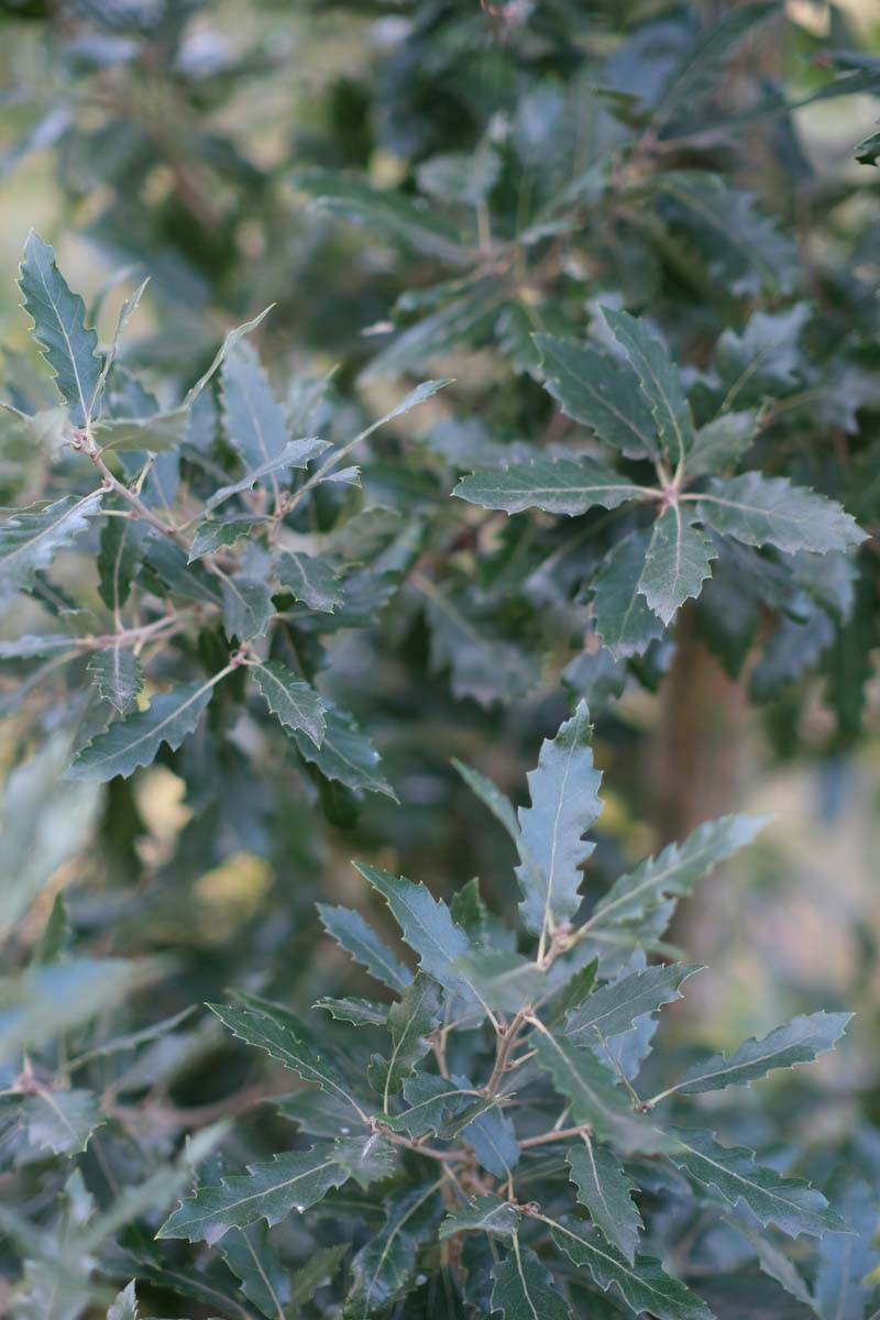 Quercus hispanica 'Fulhamensis' meerstammig / struik blad
