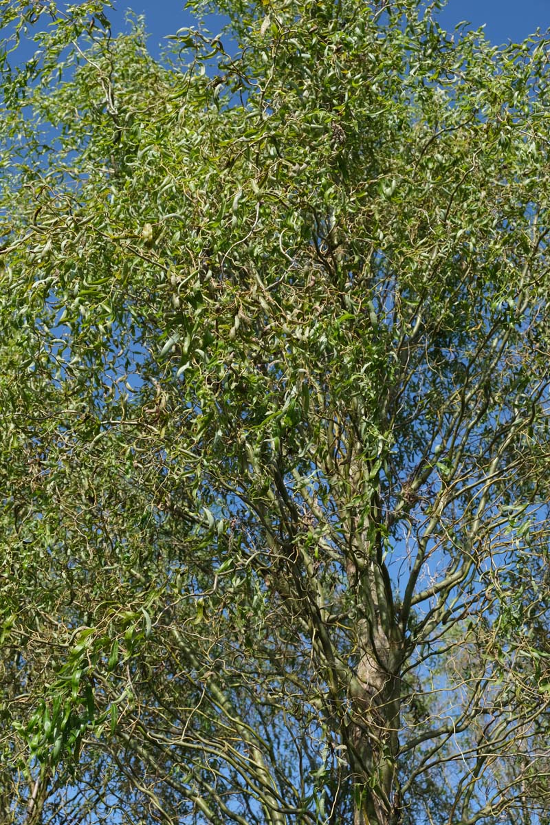 Salix babylonica 'Tortuosa' haagplant kroon