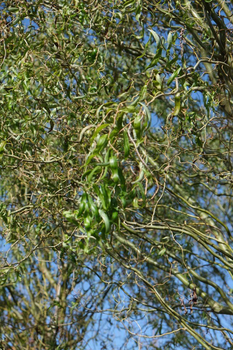 Salix babylonica 'Tortuosa' haagplant twijg