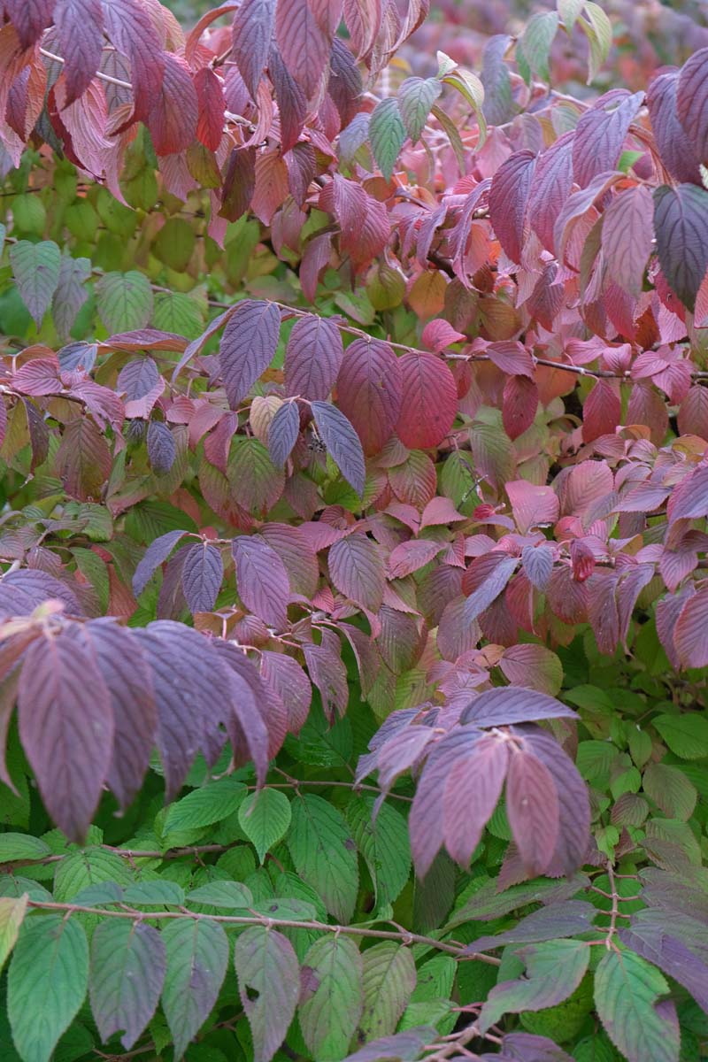 Viburnum plicatum Tuinplanten herfstkleur