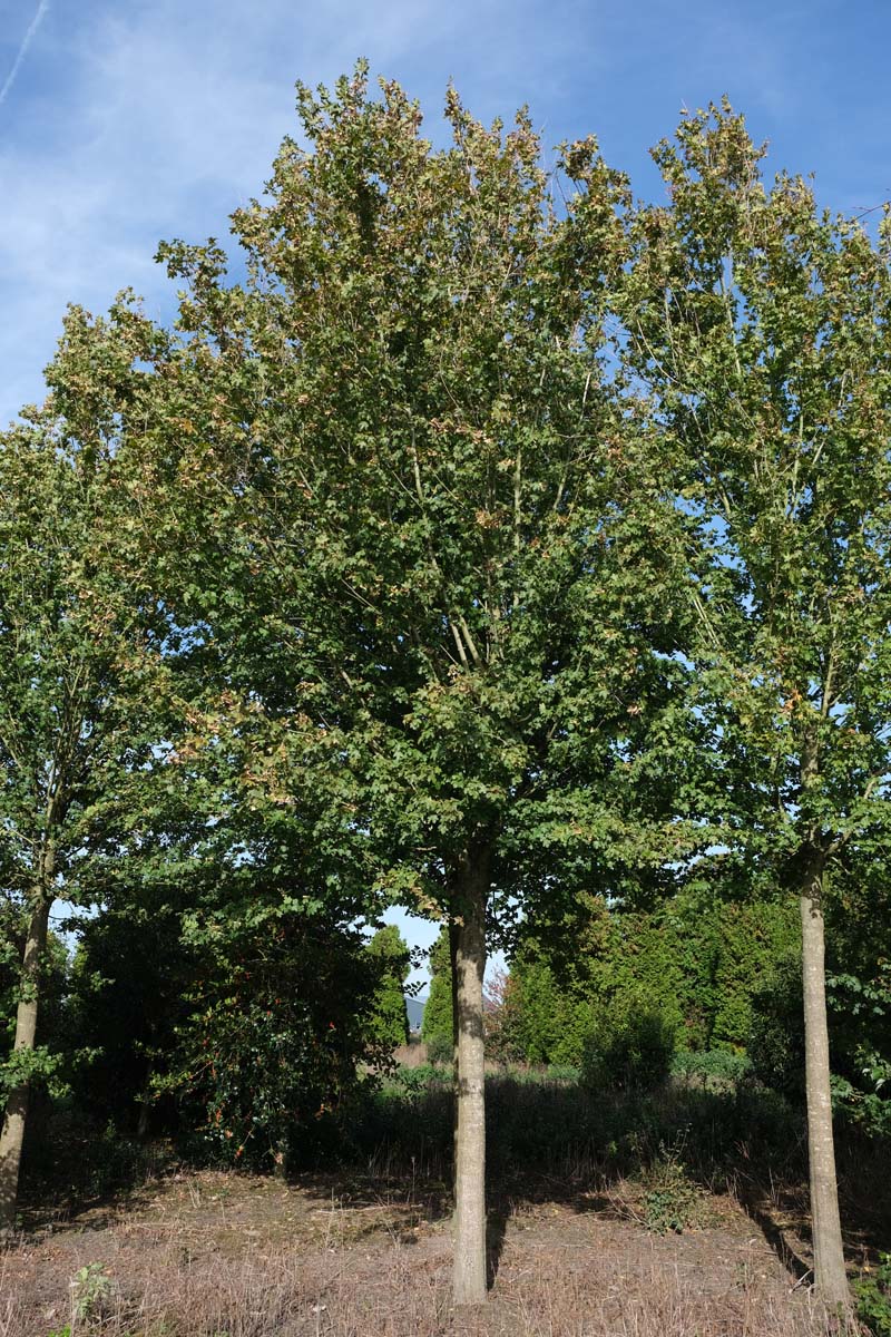 Acer campestre 'Royal Ruby' op stam op stam