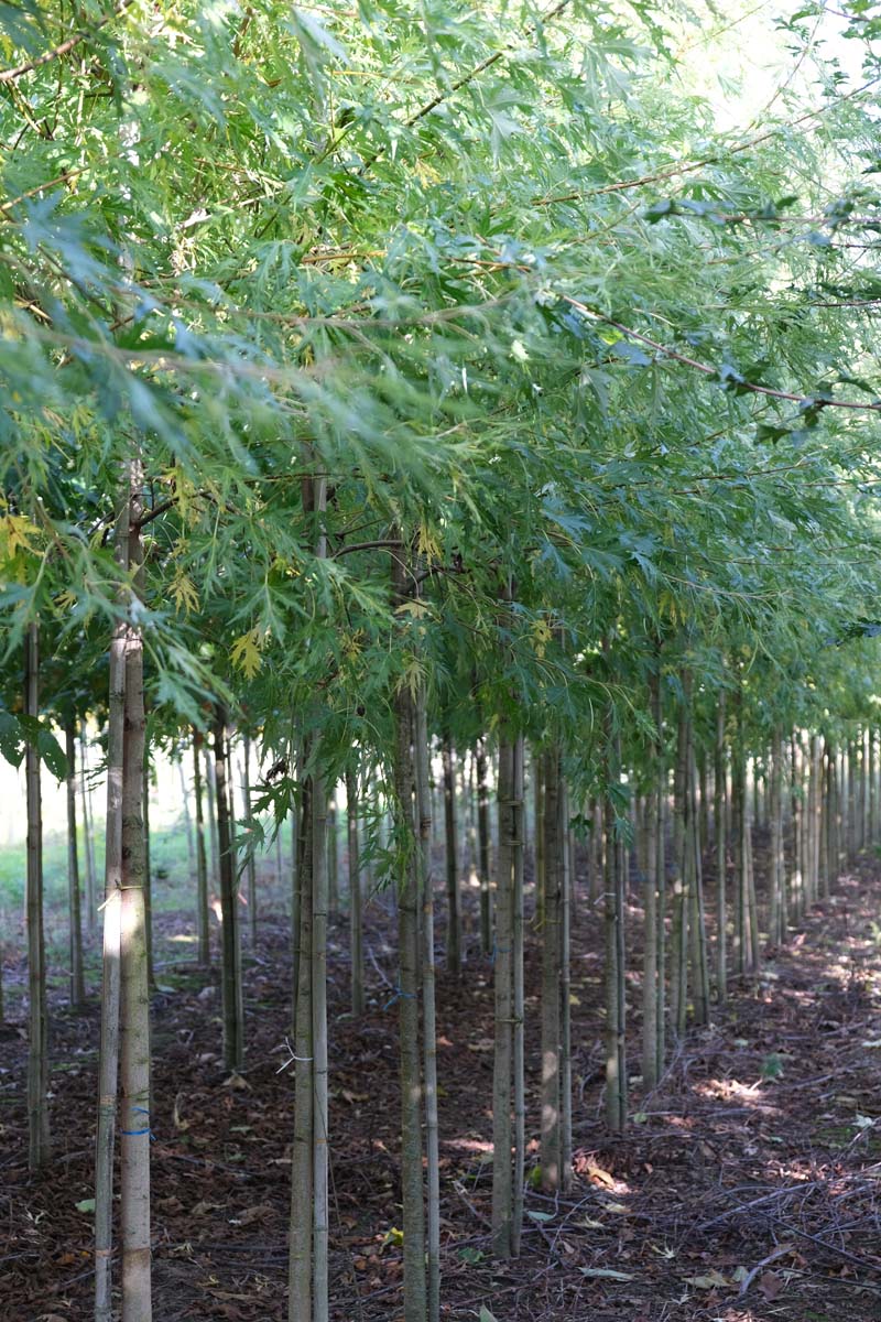 Acer saccharum op stam op stam