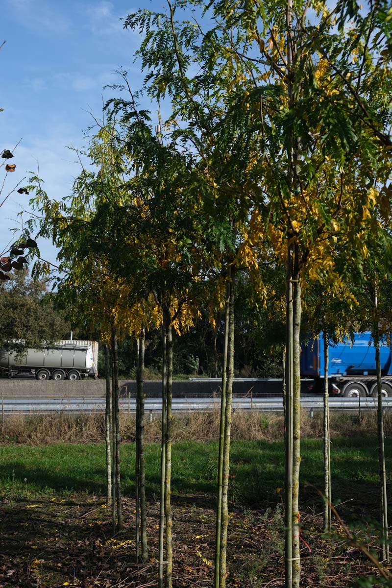 Gleditsia triacanthos 'Moraine' op stam op stam