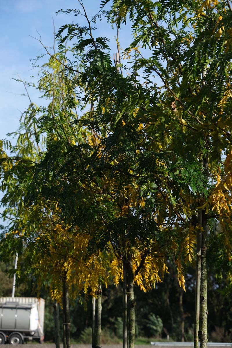 Gleditsia triacanthos 'Moraine' op stam op stam