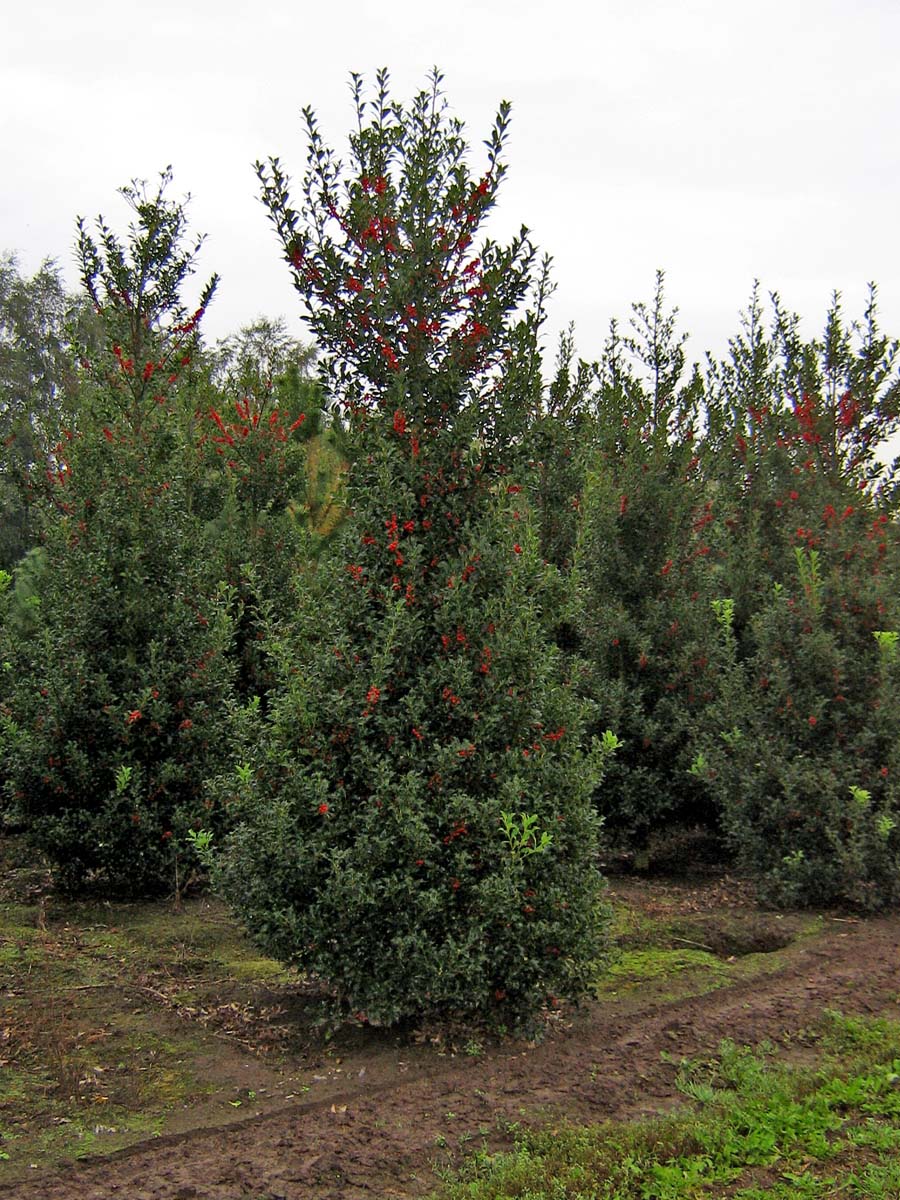 Ilex aquifolium solitair solitair