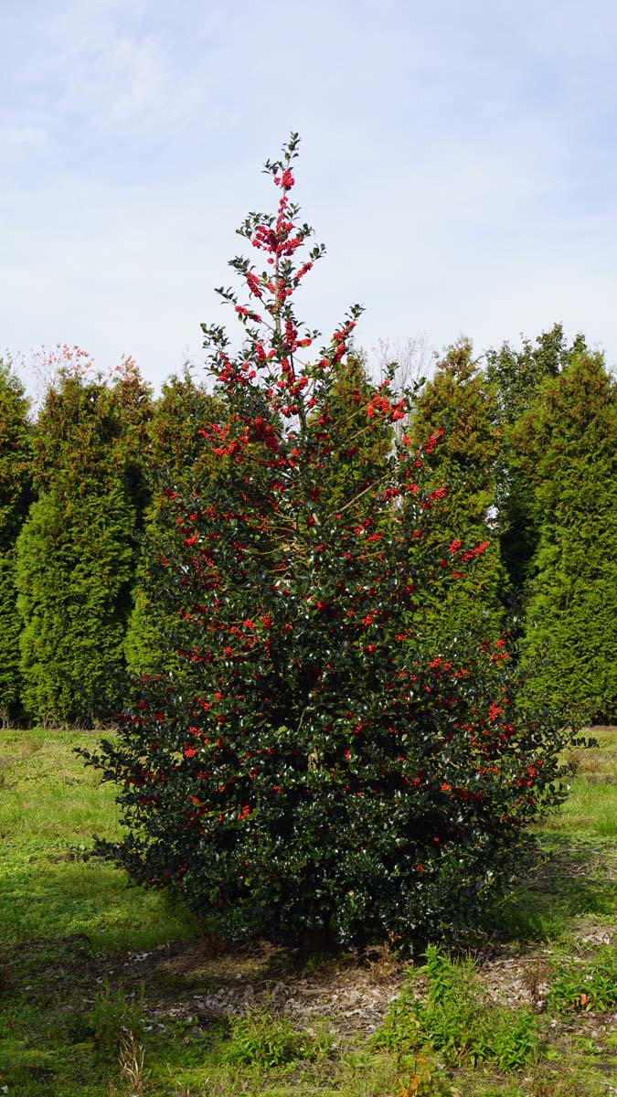Ilex aquifolium solitair solitair