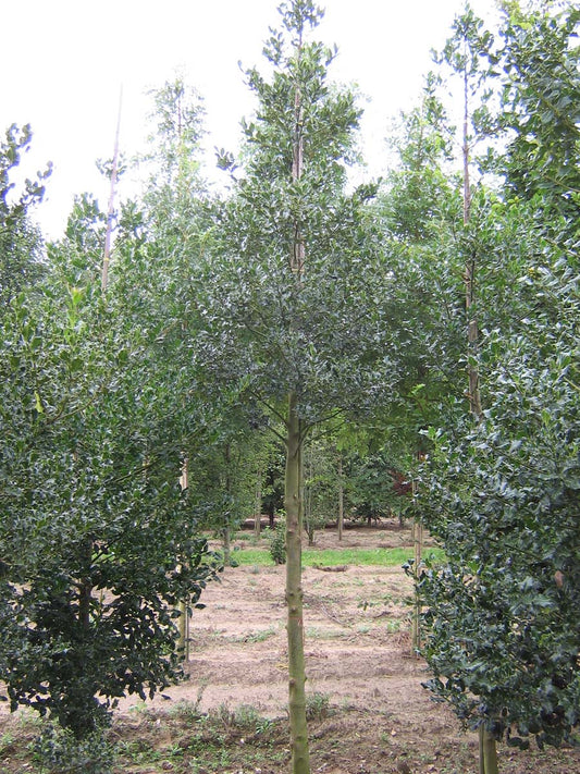 Ilex aquifolium op stam op stam