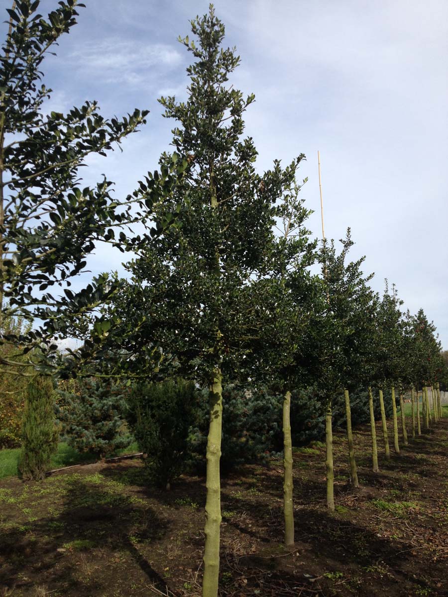 Ilex aquifolium op stam op stam
