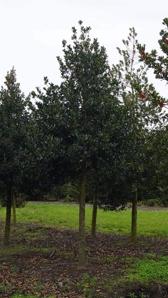 Ilex aquifolium op stam op stam