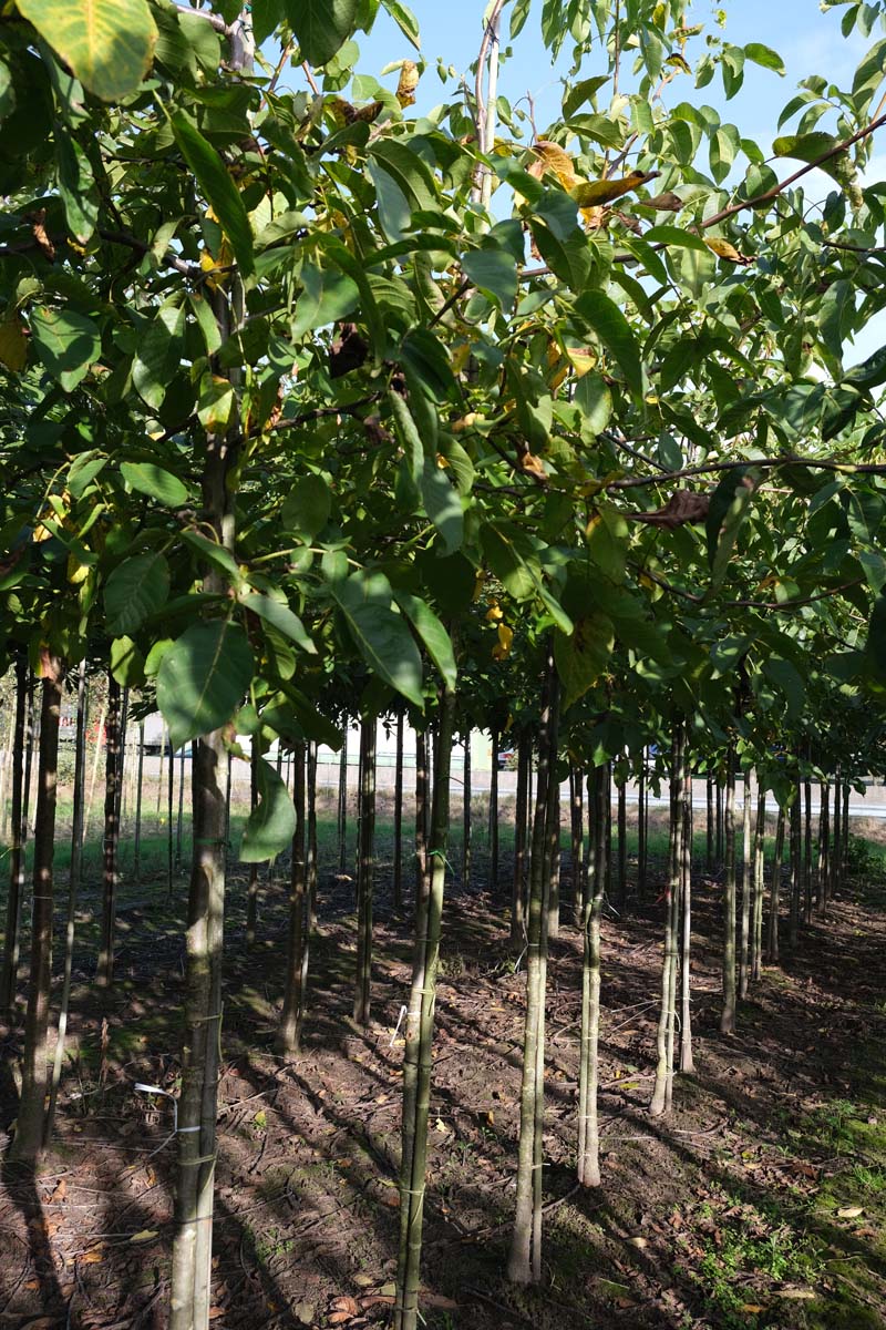 Juglans regia 'Coenen' op stam op stam