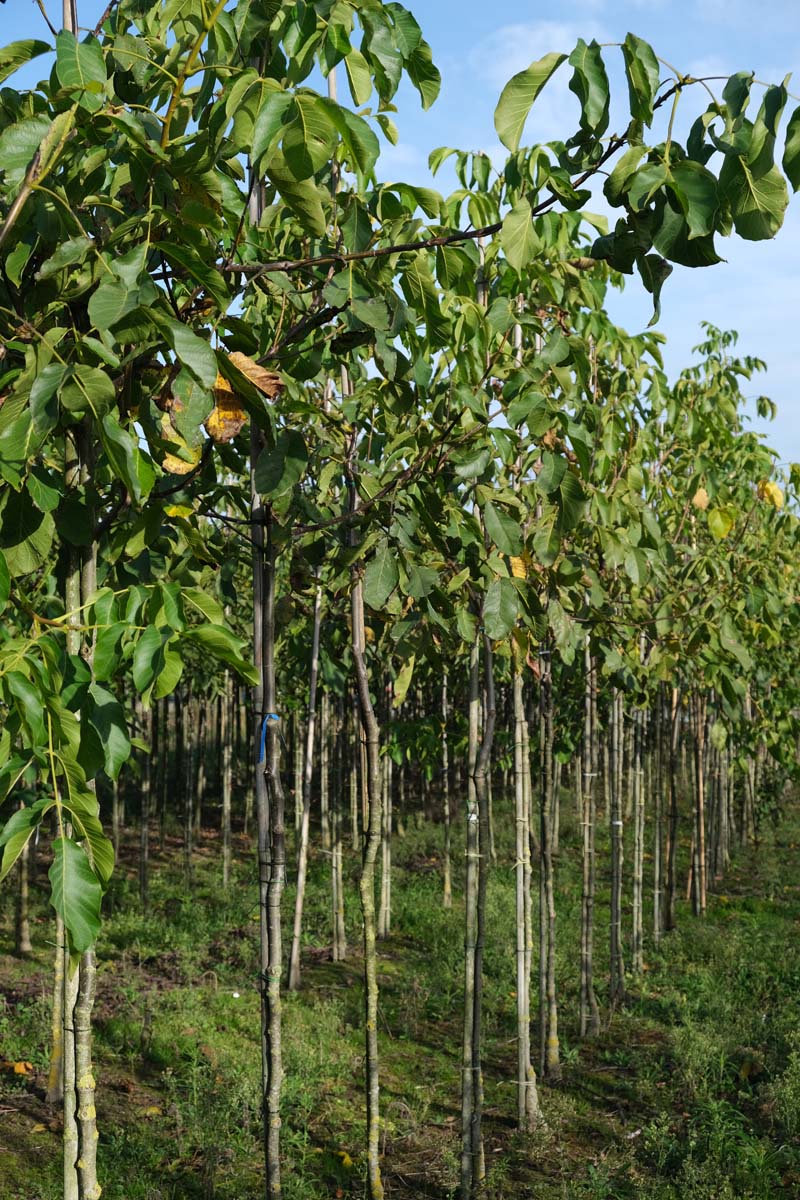 Juglans regia 'Lange van Lod' op stam op stam