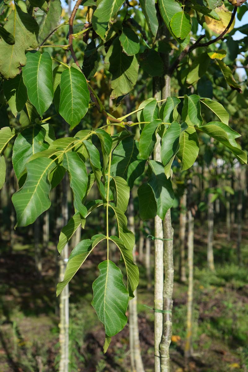 Juglans regia 'Lange van Lod' op stam op stam