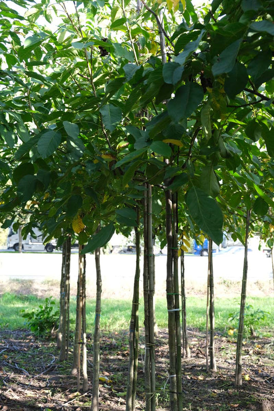 Juglans regia 'Plovdivski' op stam op stam