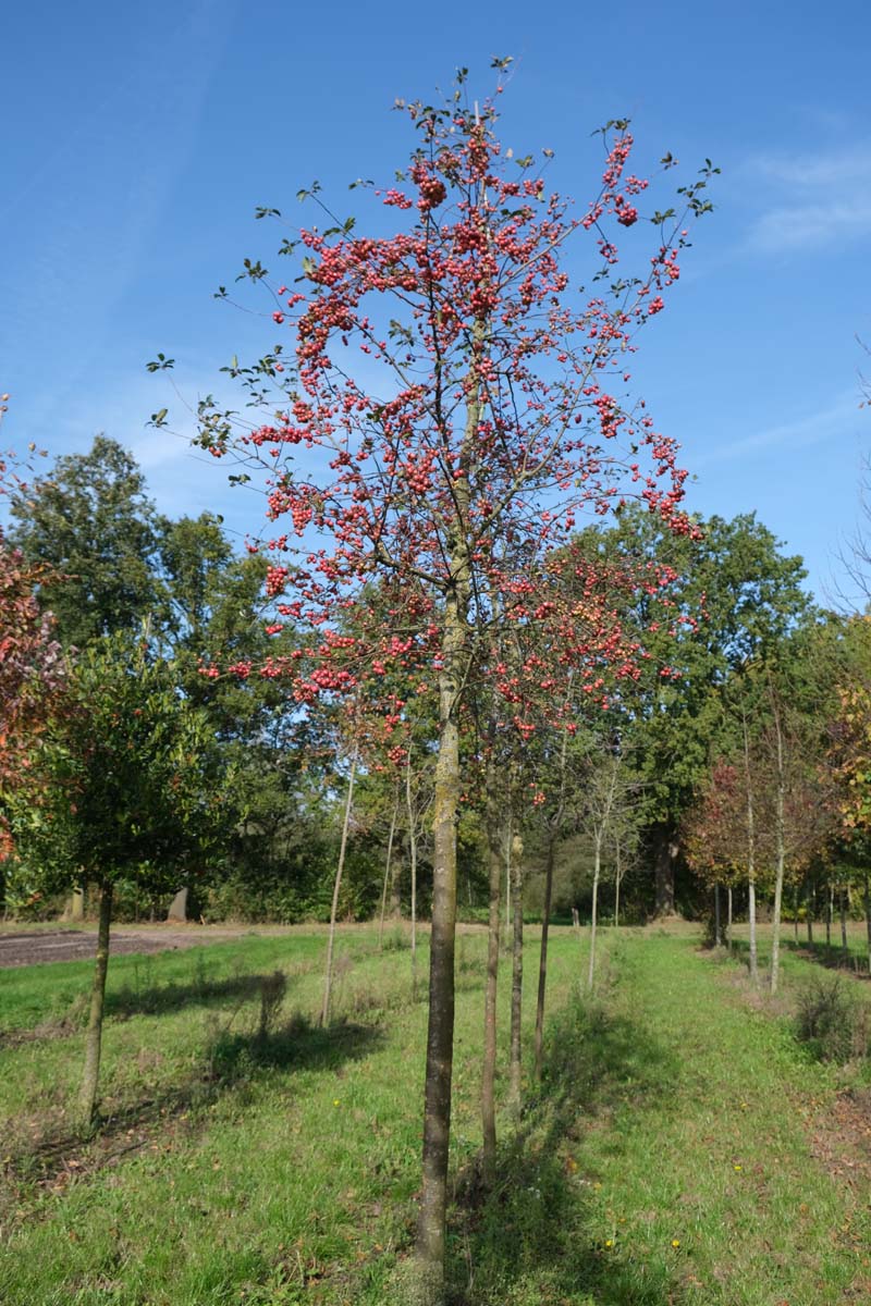 Malus 'Eleyi' op stam op stam