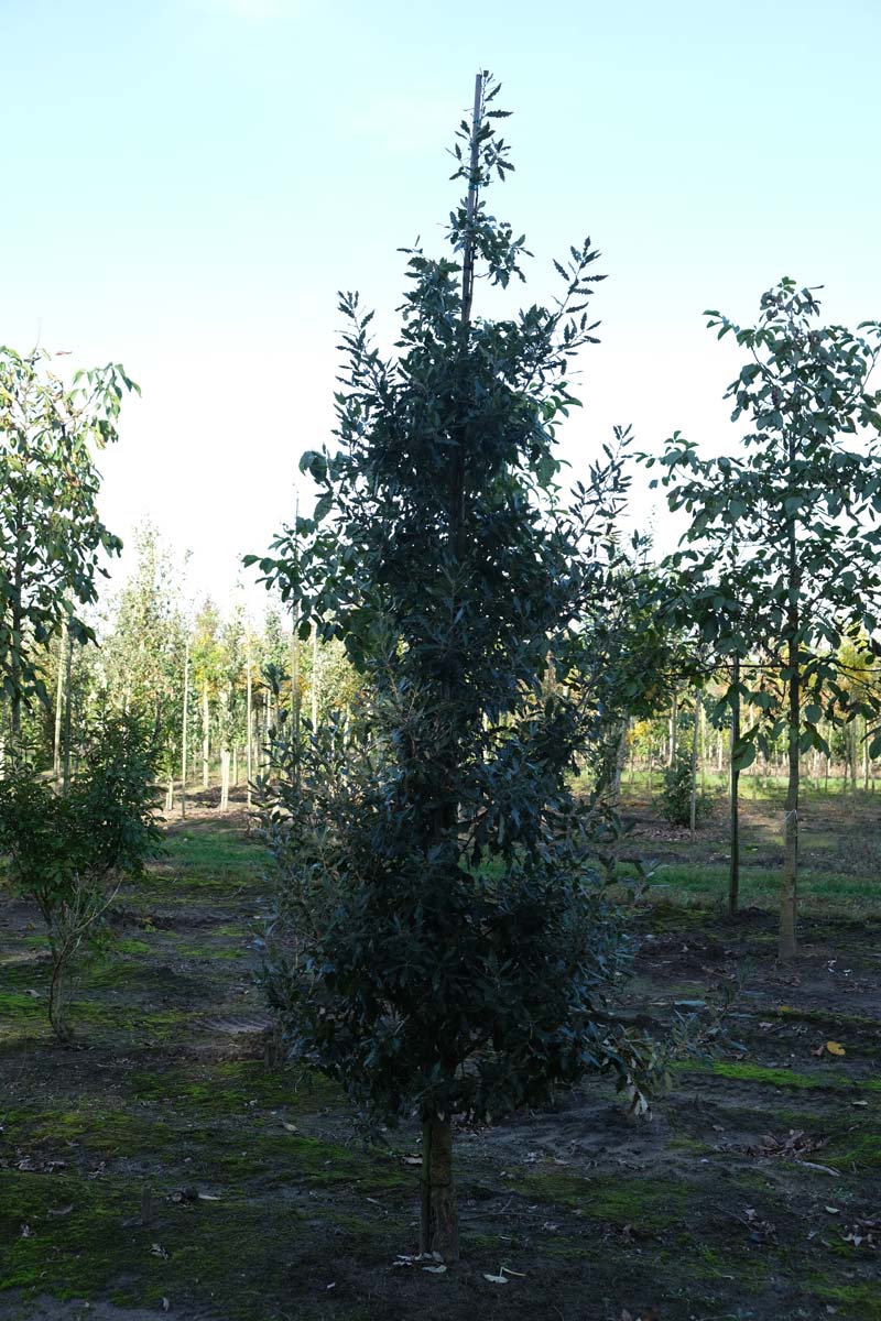 Quercus hispanica 'Fulhamensis' solitair solitair