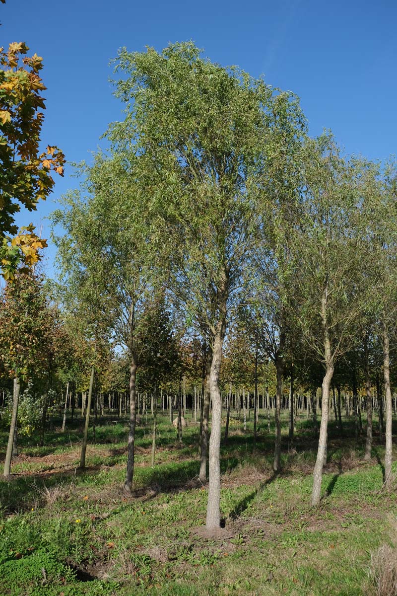 Salix babylonica 'Tortuosa' op stam op stam