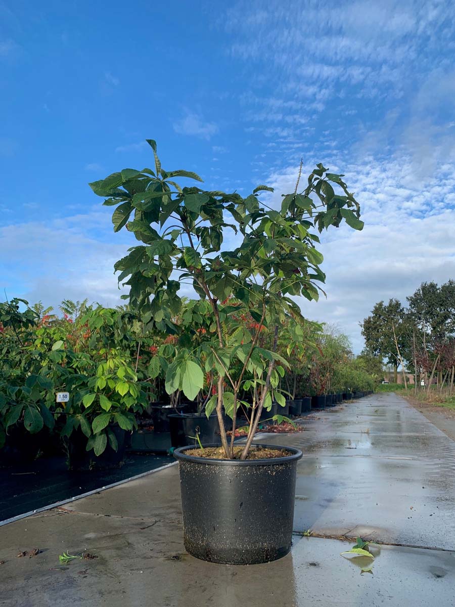 Aesculus parviflora Tuinplanten tuinplaten