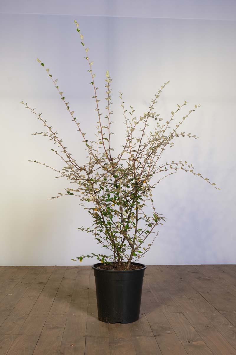 Cotoneaster franchetii Tuinplanten tuinplanten