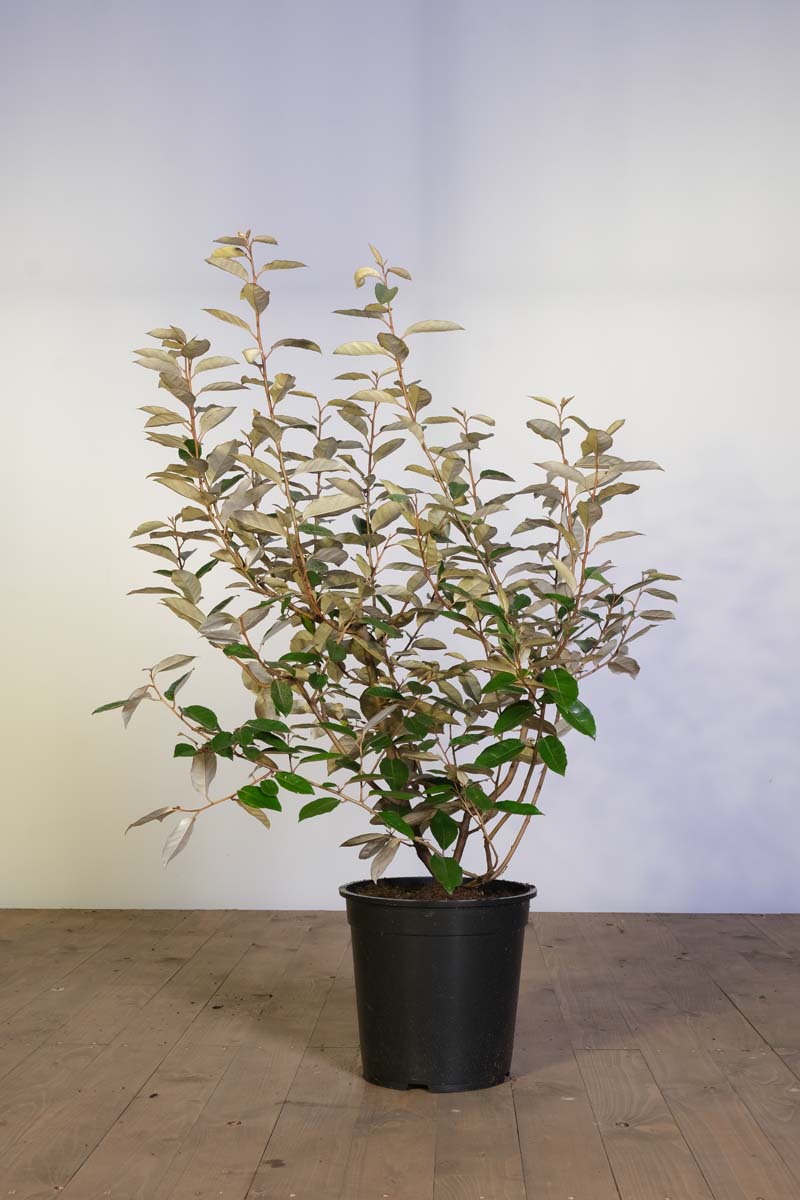 Elaeagnus ebbingei Tuinplanten tuinplanten