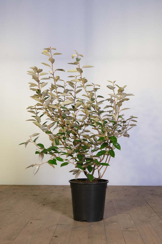 Elaeagnus ebbingei Tuinplanten tuinplanten