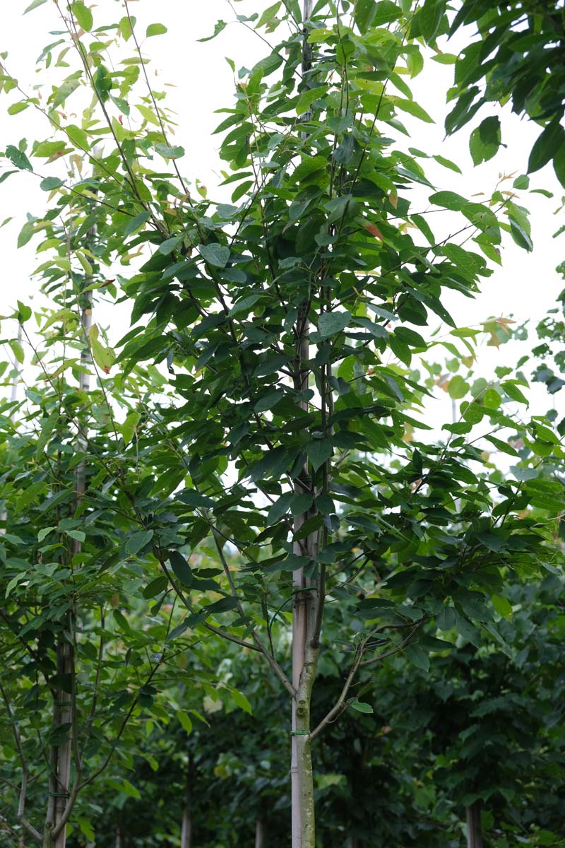 Amelanchier 'Ballerina' op stam op stam