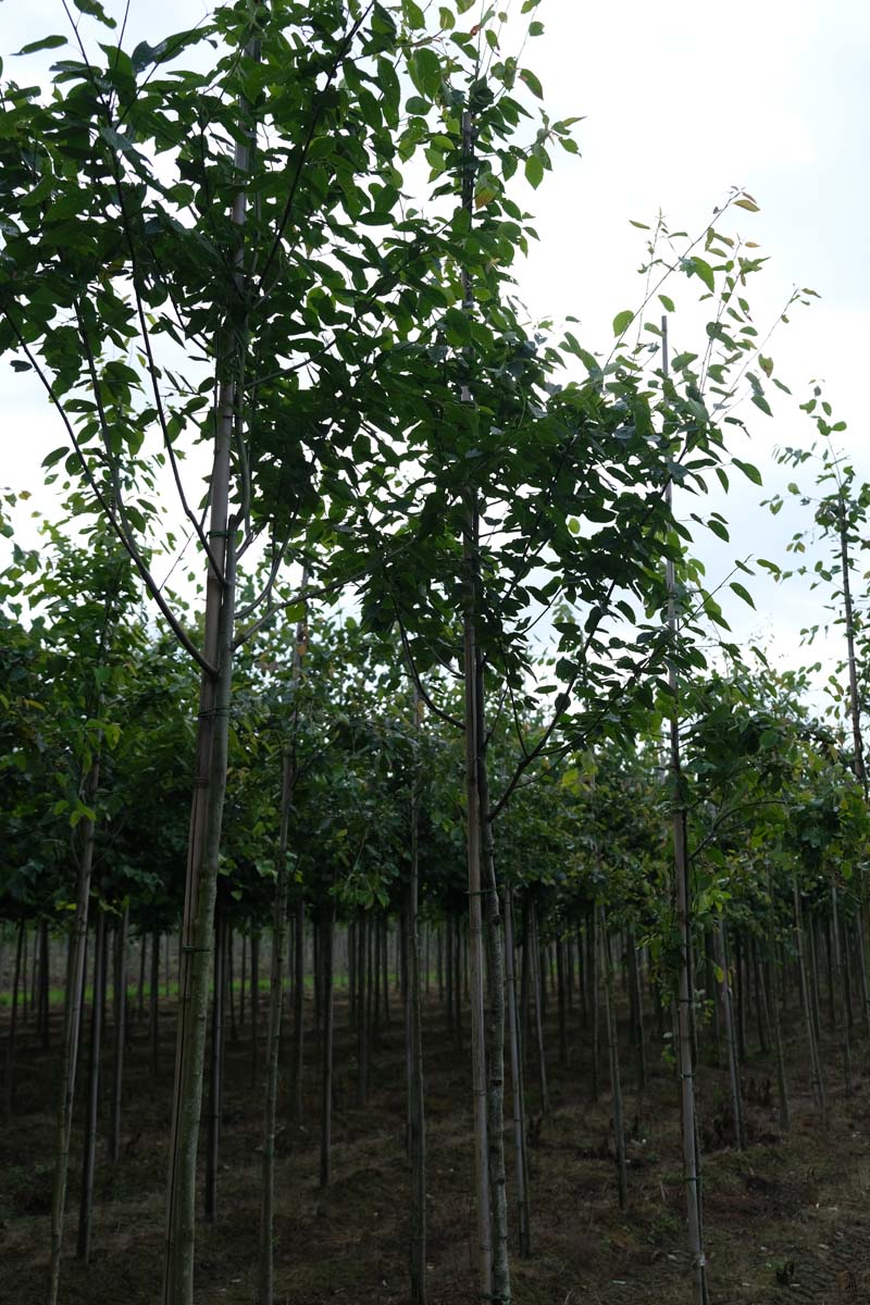 Amelanchier 'Ballerina' op stam op stam