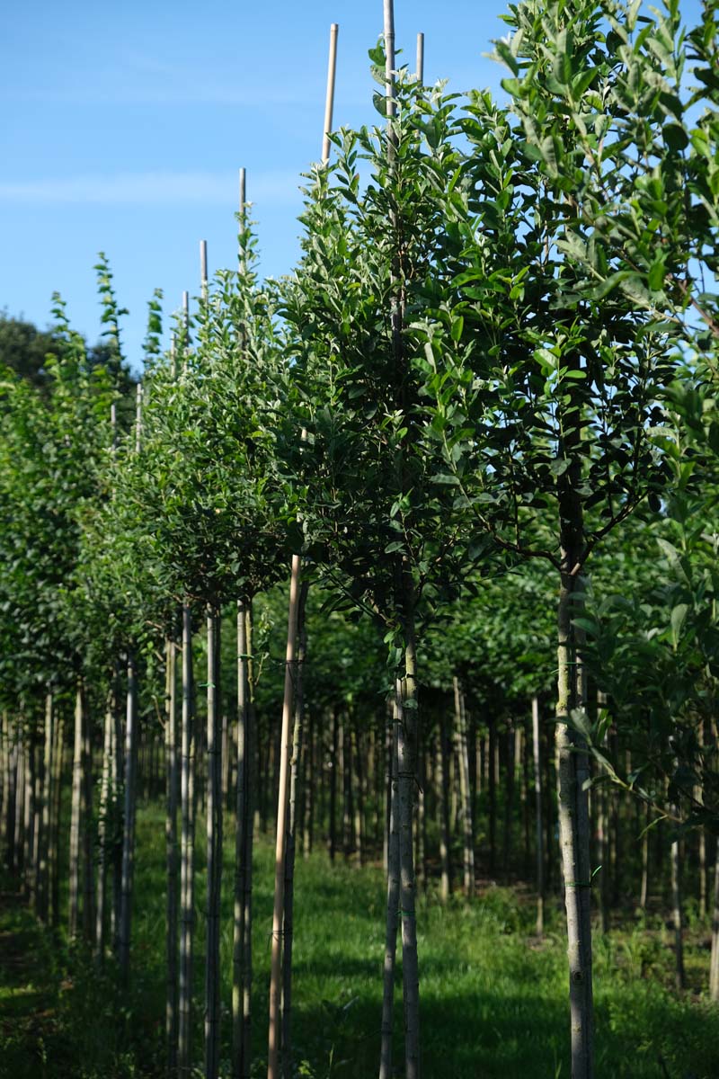Amelanchier alnifolia 'Obelisk' op stam op stam