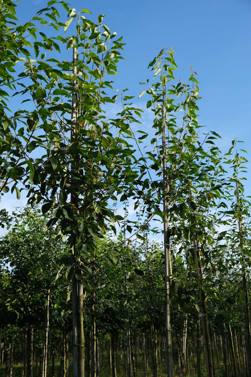 Amelanchier arborea 'Robin Hill' op stam op stam