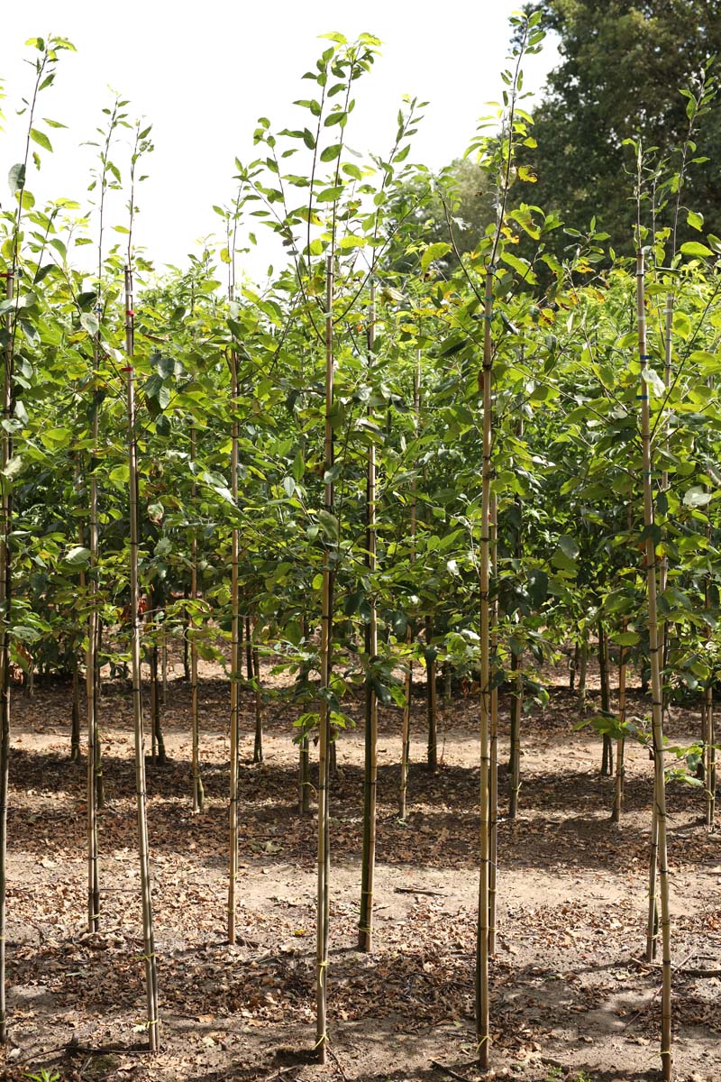 Amelanchier arborea 'Robin Hill' op stam op stam