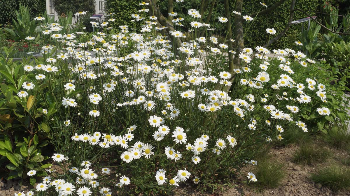 Bellis perennis tuinplanten