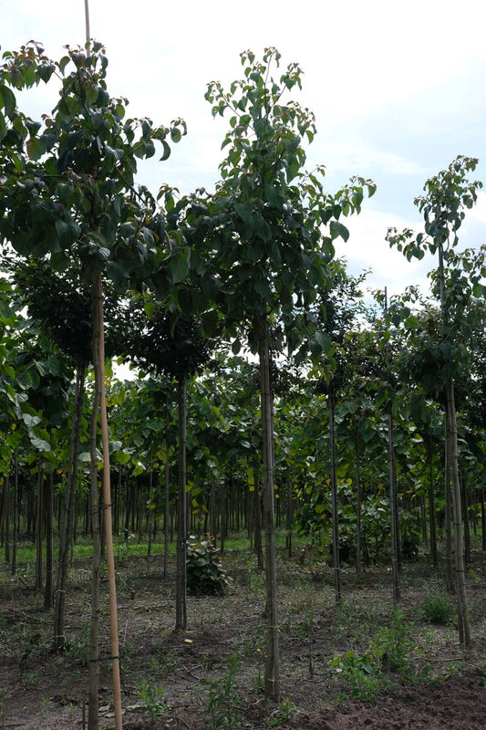 Cornus controversa op stam op stam