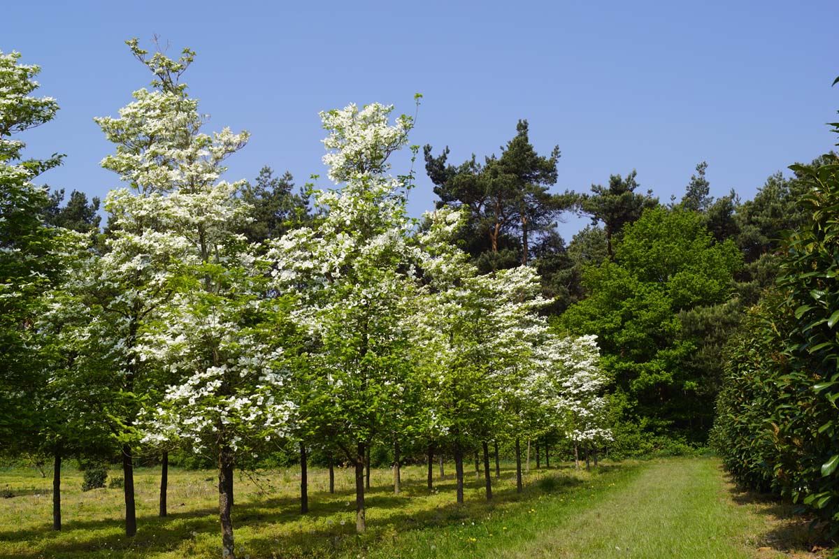 Cornus florida op stam op stam