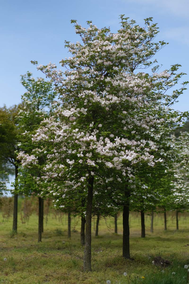 Cornus florida op stam op stam