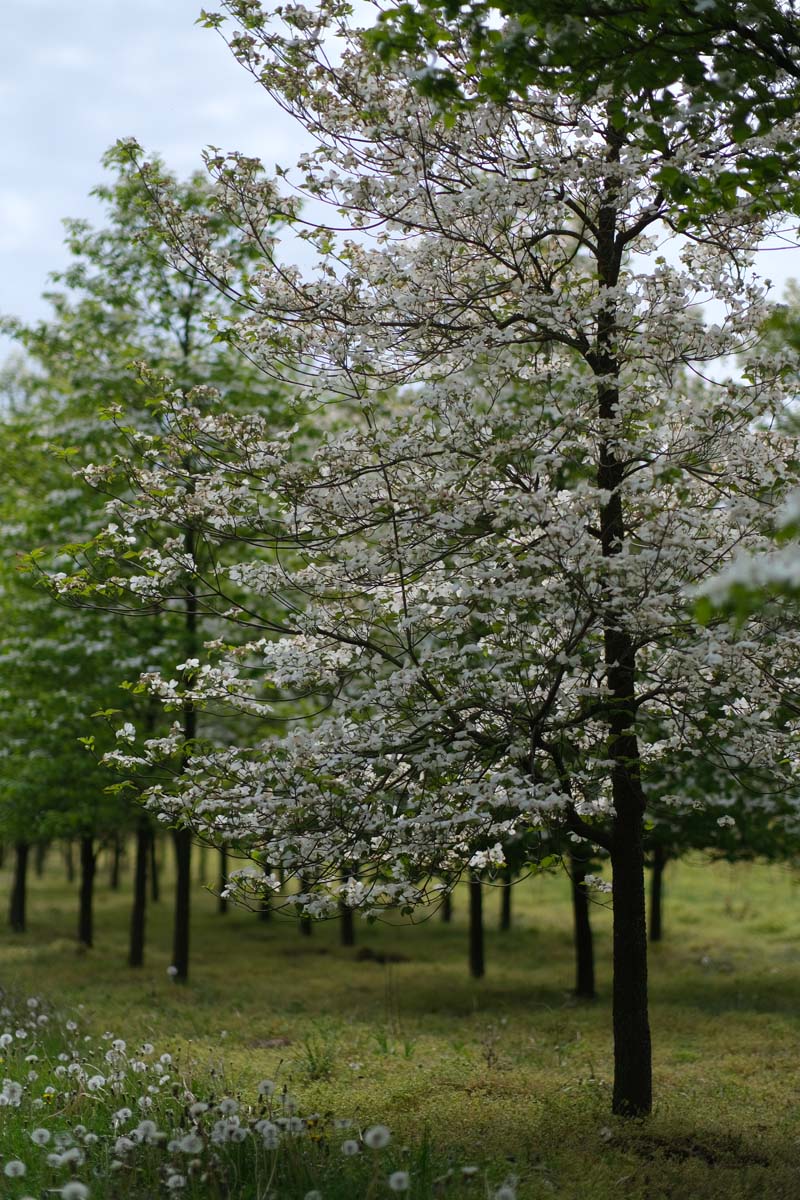 Cornus florida op stam op stam