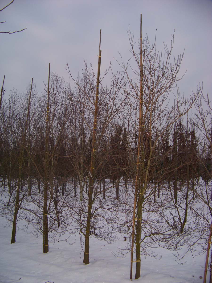 Cornus florida solitair solitair