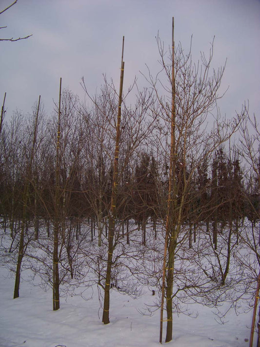 Cornus florida solitair solitair