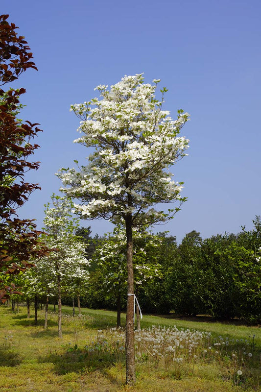 Cornus florida op stam op stam