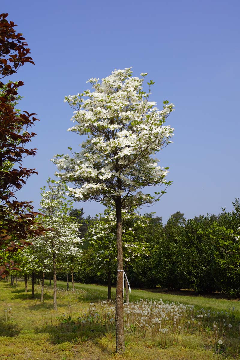 Cornus florida op stam op stam