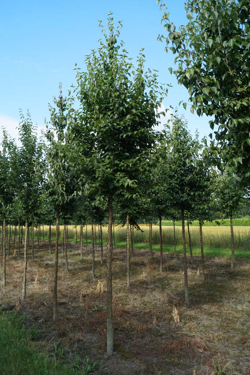 Cornus mas op stam op stam