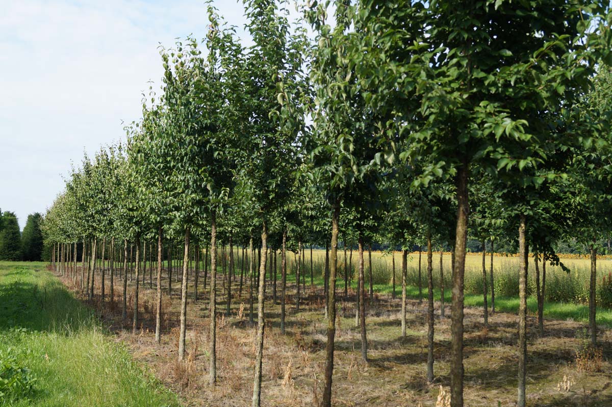 Cornus mas op stam op stam
