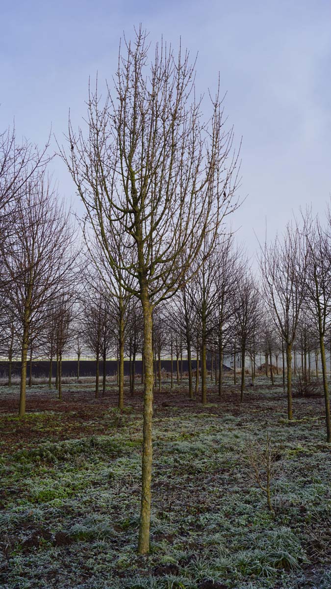 Cornus mas 'Golden Glory' op stam op stam