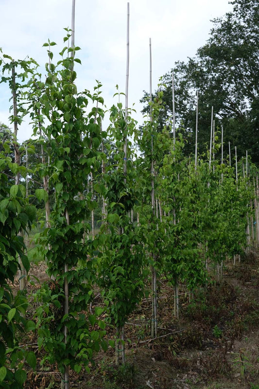 Cornus officinalis op stam op stam