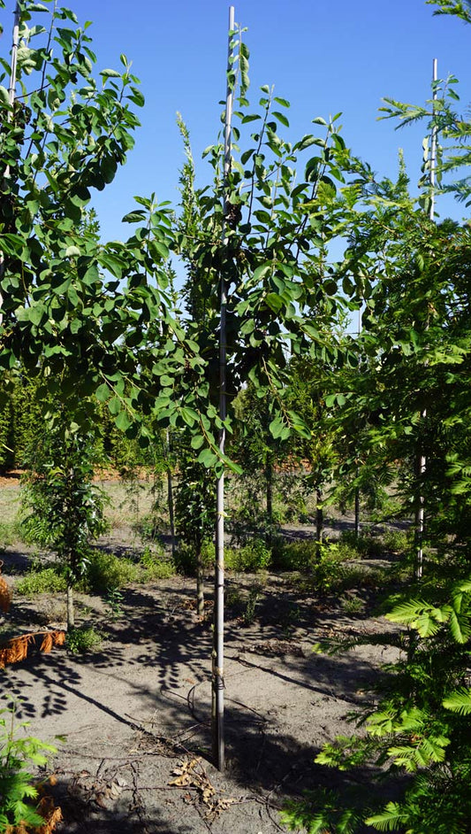 Cotoneaster ignotus op stam op stam