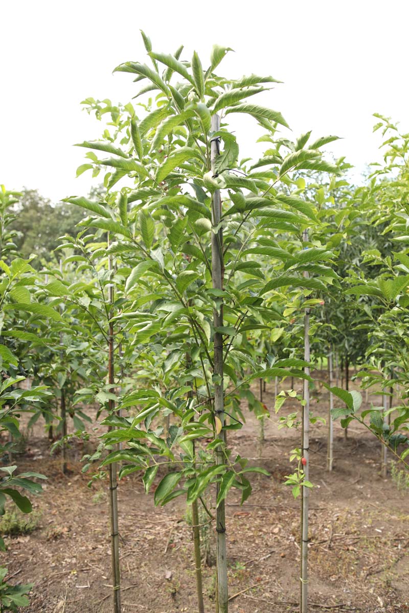 Euonymus hamiltonianus op stam op stam