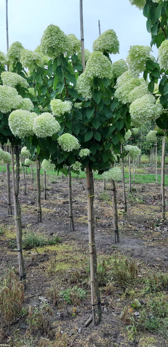 Hydrangea paniculata 'Limelight' op stam op stam
